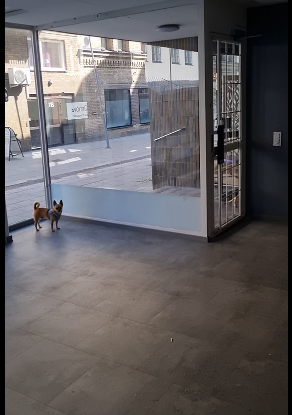 Dino's Café och Caterings lokal innan renoveringen 2023, med hunden Dino i entrén