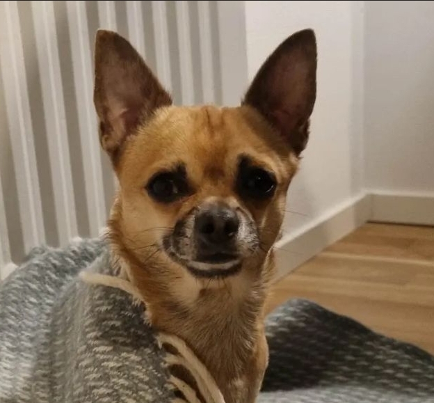 Chihuahua Dino som inspirerade namnet Dino's Café och Catering